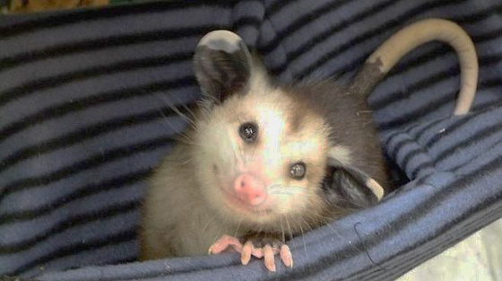 Blind Possum.jpg