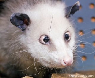 Crosseyed Possum.jpg