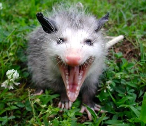 Possum yelling.jpg