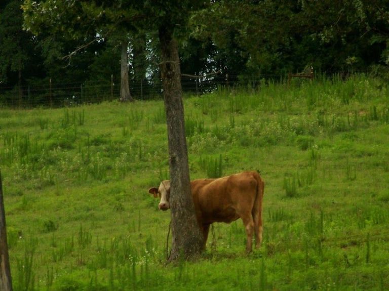 Hiding Cow