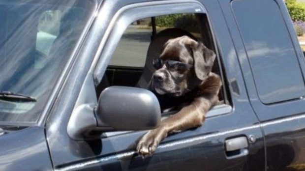 Dog Driving Car